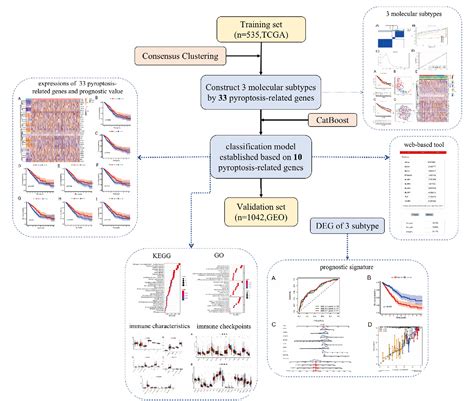 Figure 1 From Identification And Validation Of The Pyroptosis Related