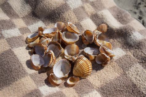 Cerastoderma Edule Common Cockle Empty Seashells On Sandy Beach