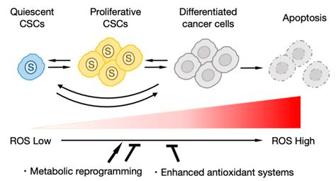 The Redox Regulation And Differentiation Of Cscs Quiescent Cscs