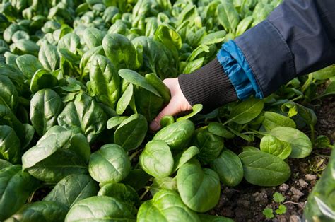 When To Pick Spinach Top Timing Tips