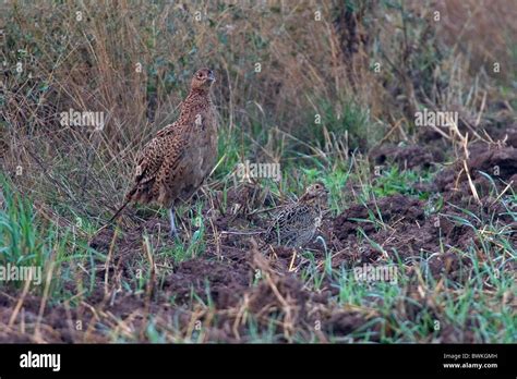 Phasianus Colchius Pheasants Hi Res Stock Photography And Images Alamy