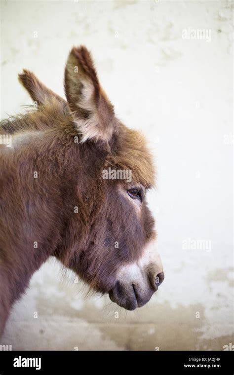 A miniature donkey Stock Photo - Alamy