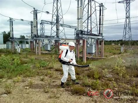 Уничтожение сорняков на дачном участке. Гербицидная обработка от борщевика
