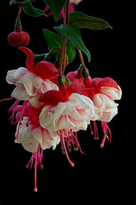 Pin by Neset Arici on Küpeli çiçekler | Unusual flowers, Flower seeds ...
