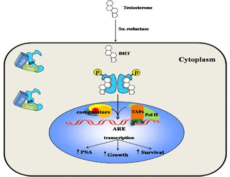 Androgen Signaling Pathway Peyman 2010 Download Scientific Diagram