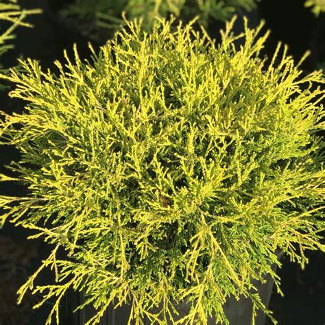 Chamaecyparis Pisifera Filifera Gold Mop Japanese Falsecypress From