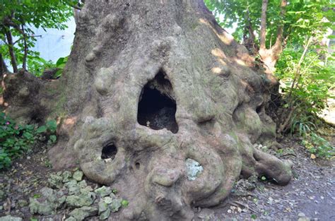 Shuri Kinjo No O Akagi Tree Naha City Tourism Database Search