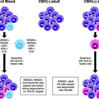unique proliferative  functional feature  nkgc pos nk cells