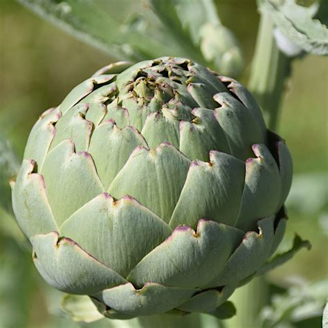 Karczoch Vert De Provence Nasiona 1g Plantico Sklep RajOgrodnika Pl