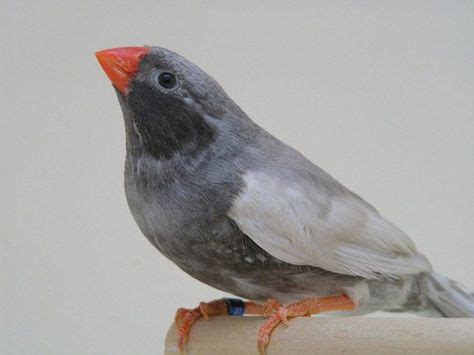 34 Zebra finch mutations ideas | zebra finch, finch, zebra