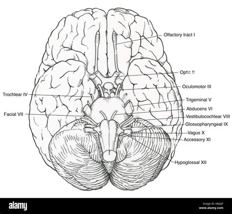 Illustration Of Cranial Nerves Stock Photo Alamy