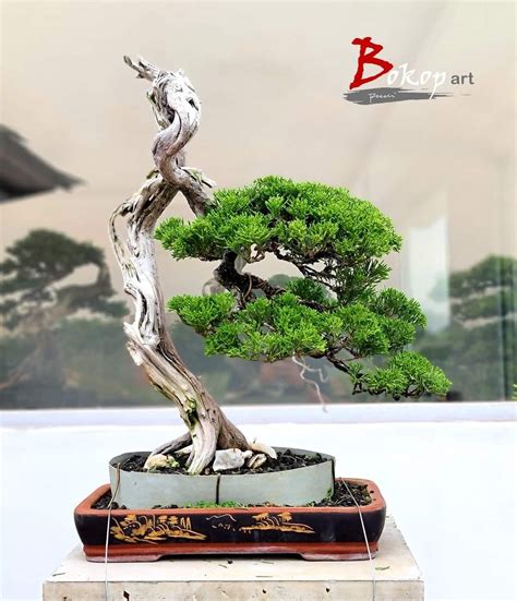 Bonsai Art Bonsai Trees Potted Trees Wire Tree Juniper Cascade