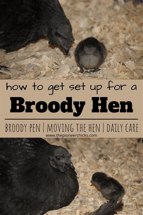 How To Care For A Broody Hen The Pioneer Chicks Broody Chicken