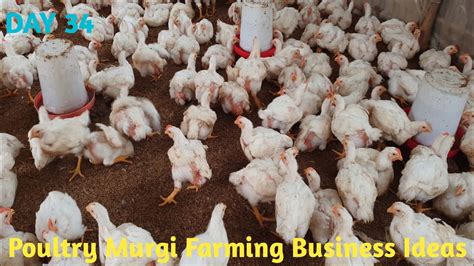 Poultry Farming Business Ideas L How To Start Poultry Farming Business