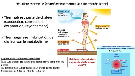 Le Bilan Thermique Du Corps Humain Rappels De