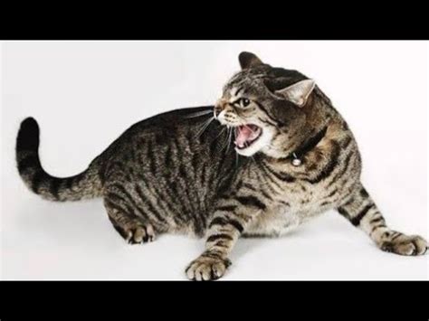 Cat Meowing Angry Angry Cat Meow Sound Effect Horrible Cat Sound