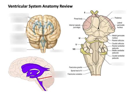 Neuro Lab Diagram Quizlet