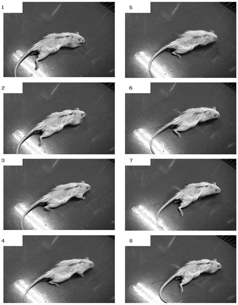 Transection Method For Shortening The Rat Spine And Spinal Cord