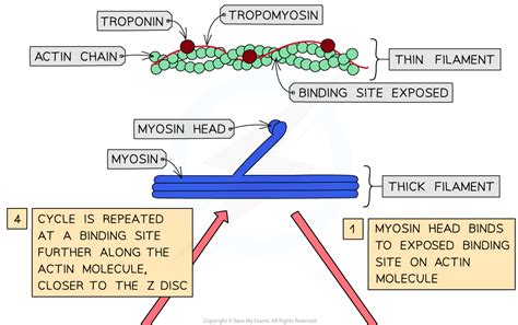 Sliding Filament Model Of Muscular Contraction Cie International A