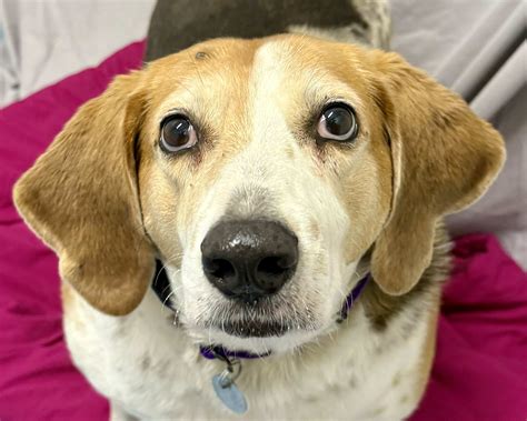 Featured pet: Suzie - The Vermont Journal & The Shopper