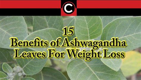 15 Benefits Of Ashwagandha Leaves For Weight Loss国际蛋蛋赞