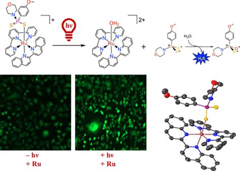 释放硫化氢的红光活化钌 Ii 配合物的表征和生物活性journal Of The American Chemical Society