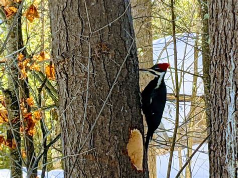 Why Do Woodpeckers Peck And How To Get Rid Of Them Birds