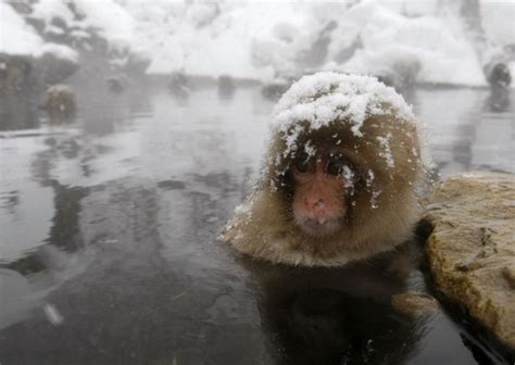 Monkeys In Hot Spring