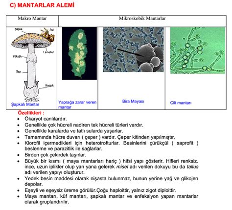 Sporlular ve Silliler Konu Anlatımı