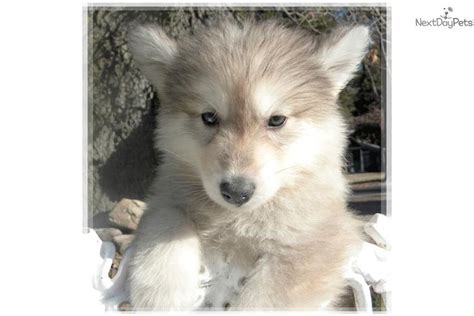 Giant Wolamutes: Wolf Hybrid puppy for sale near Las Vegas, Nevada ...