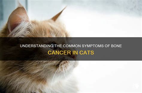 Understanding The Common Symptoms Of Bone Cancer In Cats | PetShun