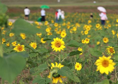 연천 호로고루 해바라기 축제 경기도 가을 여행지 명소 서울근교 당일치기 여행 가을 꽃구경 네이버 블로그