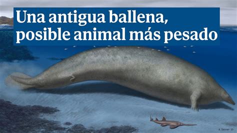 Una antigua y colosal ballena desafía el título de animal más pesado