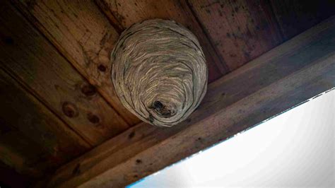 The Silent Peril Understanding The Dangers Of Hornet Nests In Torontos Iconic Heritage Sites