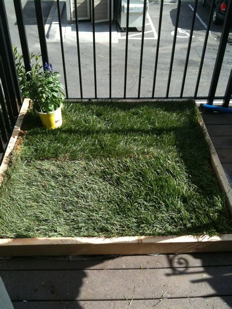 diy dog potty area outdoor - Jonna Loomis