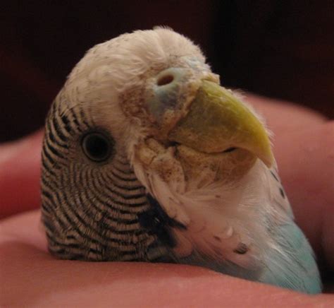 Caring For My Budgies Cockatiel