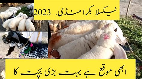 Taxila Bull Mandi 2023 Updates Taxila Bakra Mandi 2023 Sasti Bakra