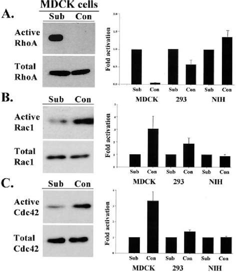 Cell Density Regulates Rhoa Rac1 And Cdc42 Activity The Levels Of Download Scientific