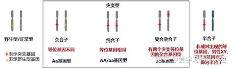 焦老师讲遗传系列之7：基因突变与遗传 知乎