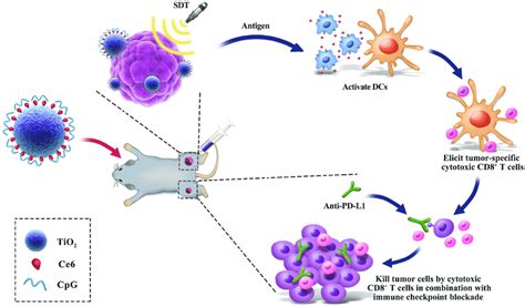 Schematic Illustration Of Antitumor Immunity Induced By Combined Download Scientific Diagram