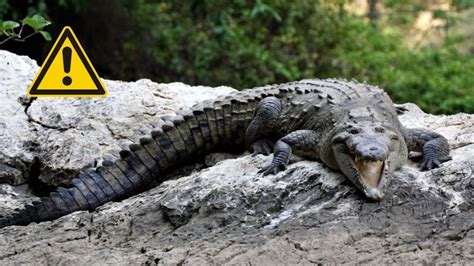 Cocodrilo Moreletii Esta Es La Especie De 2 Metros Hallada En Alvarado