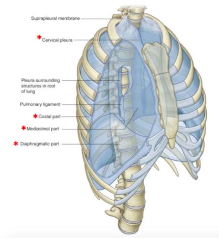 Pulm Anatomy Flashcards Quizlet