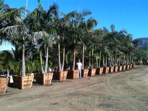 Gregory Palm Farms King Palms Locally Grown In Orange And San Diego