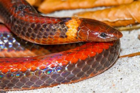 Beautiful New Species of Rare Burrowing Snake Discovered - Newsweek