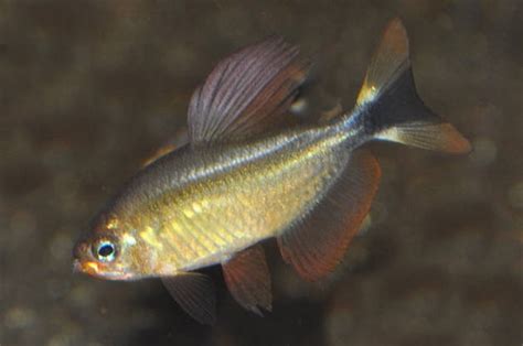 Hyphessobrycon Procyon E V A