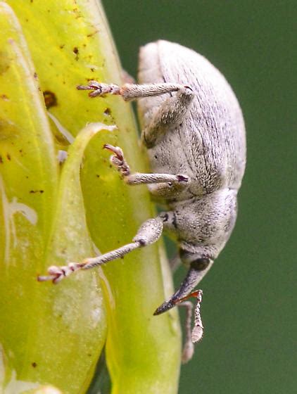 White Weevil Bugguidenet