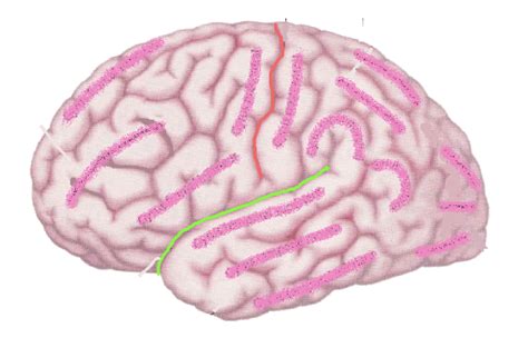 Gyrus Du Cerveau Diagram Quizlet