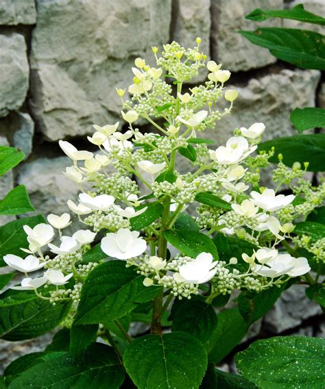 Best Hydrangea By Zone – Find The Right One For Your Climate ...