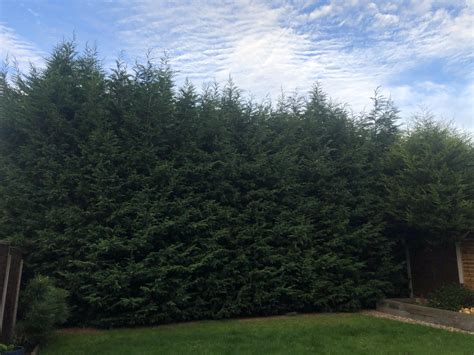 Tree Surgeon - Tree Pruning - Evergreen Treescapes - Crich