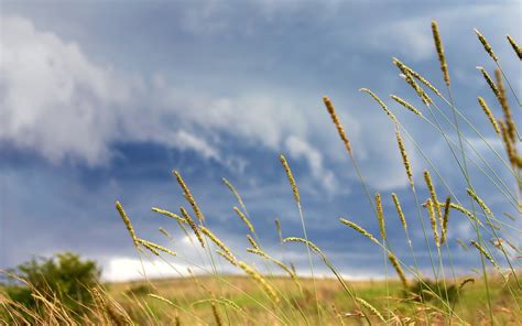 1920x1080 Resolution Green Leafed Grasses Macro Nature Hd Wallpaper